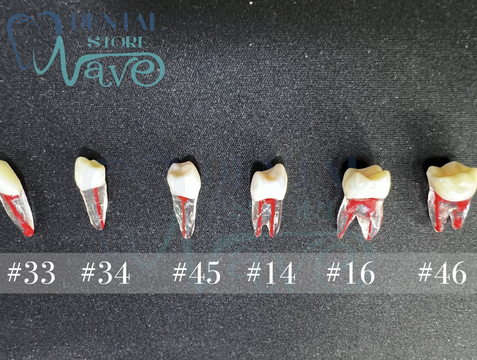 Endodontic File Root Canal RCT Practice Teeth Shape – Wave Dental Store